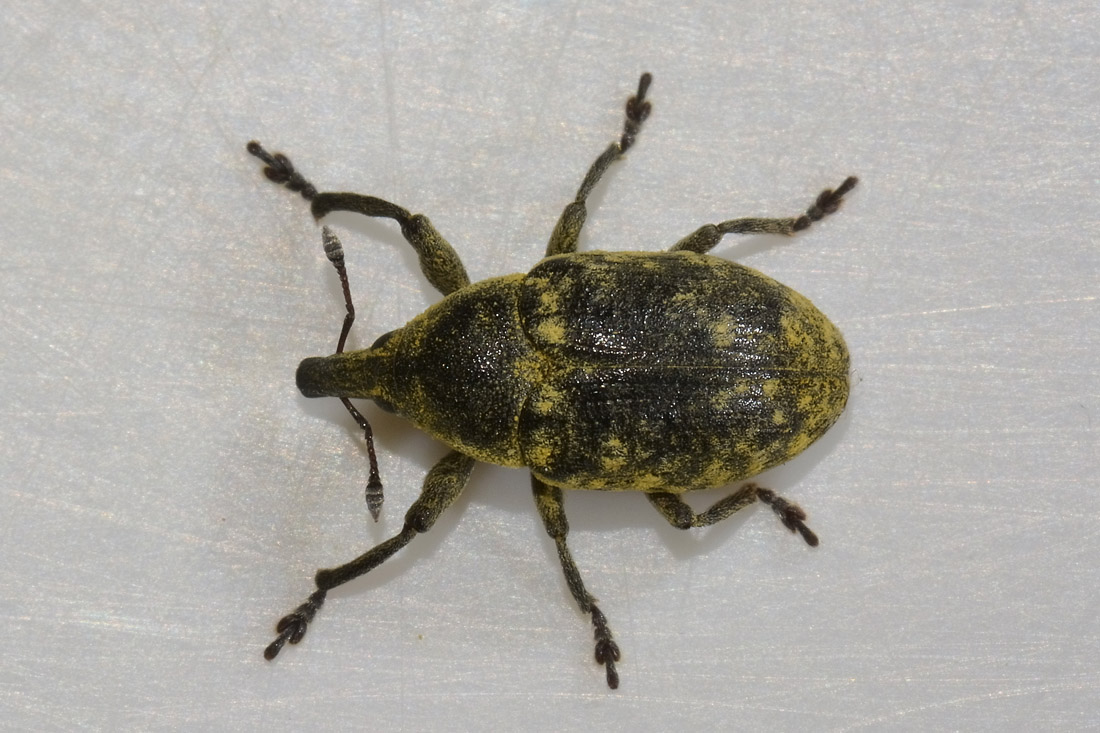 Curculionidae: Larinus turbinatus?  S  !